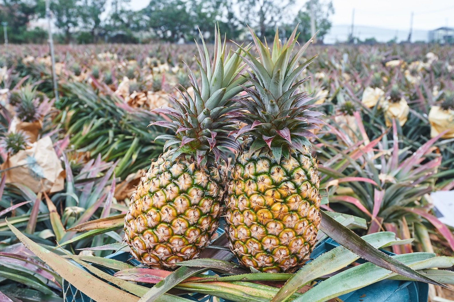 金鑽鳳梨(大箱)
